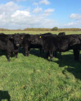 Buy ABERDEEN ANGUS CATTLE online